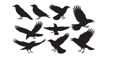 Obraz premium A collection of black crow silhouettes in various poses against a white background image design