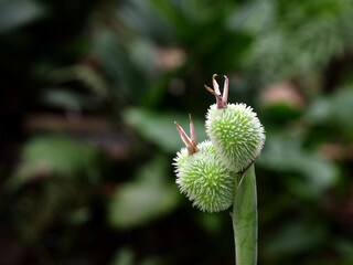 Close up of canna indica flower in the garden. Natural background and wallpaper.