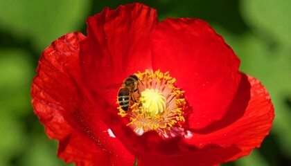 Bee on vibrant red poppy