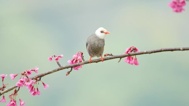 White-headed bulbul bird on a cherry blossoms branch