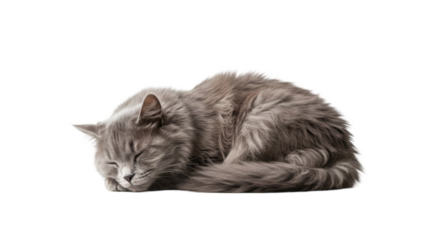 Gray cat resting peacefully.