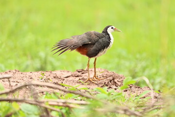 Waterhen