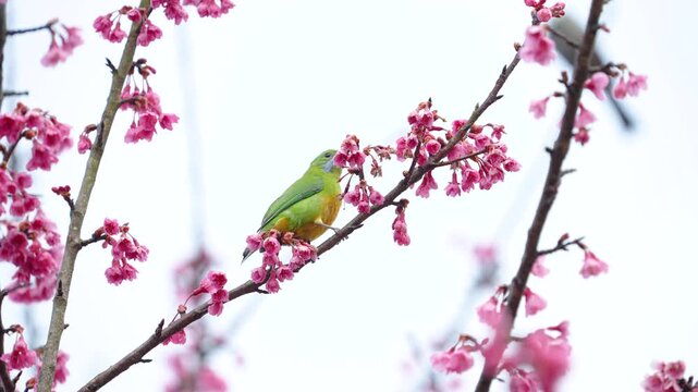 Orange-Bellied Leafbird bird on a cherry blossoms branch