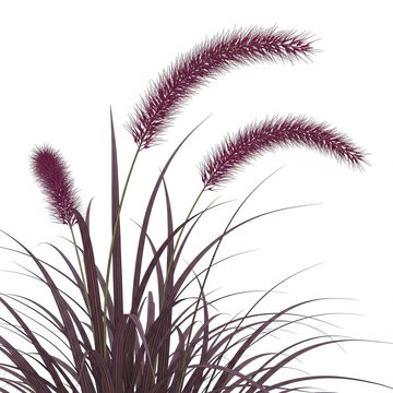 Purple Fountain Grass on White Background for Botanical Websites, Gardening Blogs, Landscaping Designs, Horticulture Articles, and Nature Education.