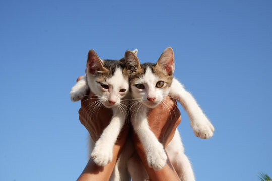 Holding two kittens against a sky background. Photo from below