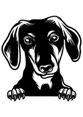 Dachshund Dog