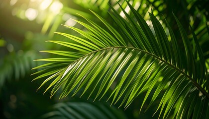 Fototapeta premium Sunlit Palm Frond: A Tropical Green Oasis with Bokeh Background