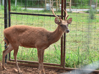 deer is eating grass in spring nature