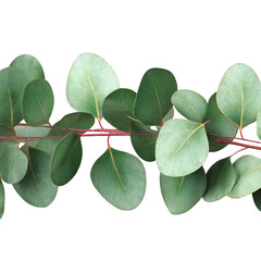 Beautiful eucalyptus branch featuring fresh round leaves perfect for botanical design elements on...