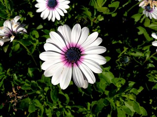 White and Purple African Daisy Flower in Full Bloom, Close-Up Floral Macro with Natural Green Background