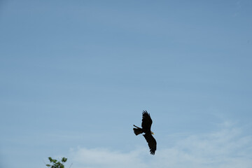 vogel himmel flug adler