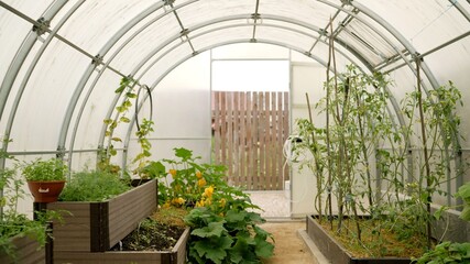 Verdant greenhouse nurturing thriving plants within raised garden beds, showcasing sustainable growth and botanical vitality