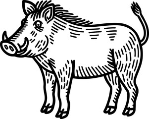 Fototapeta premium Wild boar illustration, hand drawn animal sketch in black and white, vintage etching drawing