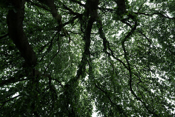 baum krone wald natur