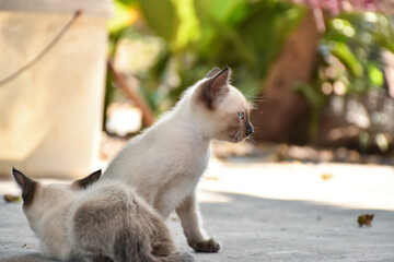 Beautiful adorable old style siamese blue point shorthaired cat, thai cat with amazing blue eyes.