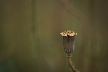 
SUMMER LANDSCAPE - Poppy head on a background of the field
