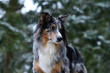 Portrait eines schönen Hundes im Winterwald