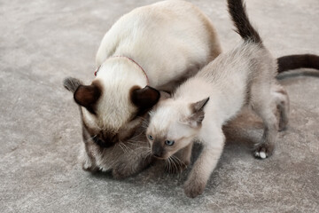 Beautiful adorable old style siamese blue point shorthaired cat, thai cat with amazing blue eyes.