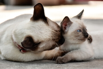 Beautiful adorable old style siamese blue point shorthaired cat, thai cat with amazing blue eyes.