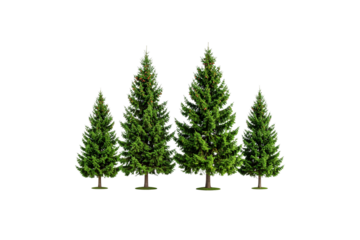 Cluster of evergreen pine trees isolated on transparent background for natural design