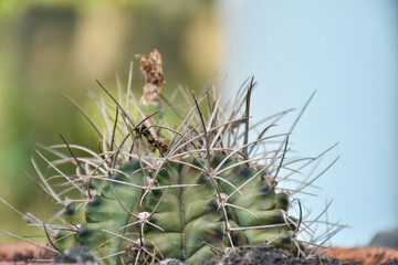 Small cactus collection succulent plant in mini pots, selective focus. Mini cactus in pot concept. 