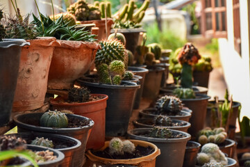 Small cactus collection succulent plant in mini pots, selective focus. Mini cactus in pot concept. 