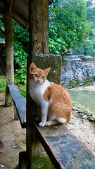 The cat is sitting on the fence. A white and ginger cat sits on a bench on a farm.