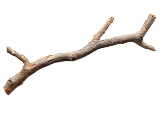 Fototapeta premium Dry wood branch isolated on a transparent background