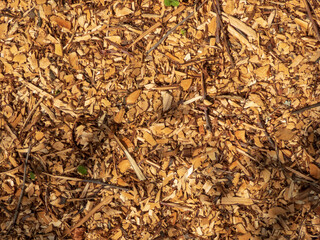 A Close-Up View of Freshly Chipped Wood Mulch with Twigs and Green Sprouts