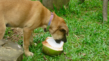 The dog is gnawing on a coconut. A dog with a collar gnaws on a half-open coconut on green grass.