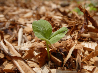 Tiny Green Sprout Emerges from Brown Wood Chip Mulch