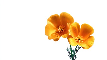 Two vibrant orange flowers against a white background.