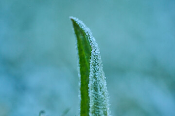 frost on branches