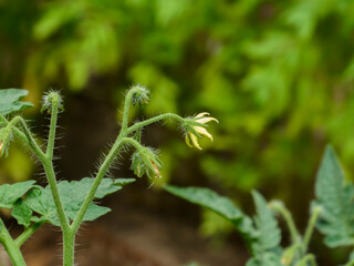 Delicate Yellow Tomato Flowers and Hairy Stems in a Garden