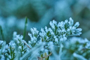 frost on branches
