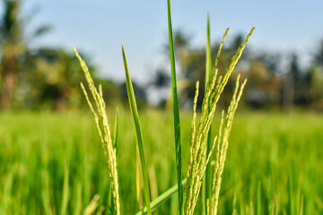 Green rice field in country side of Thailand. Selective focus on ear of rice. Green paddy field....