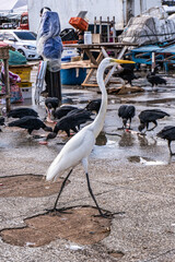 The Pedra do Peixe fish market at Belem, State of Para, Amazon region, Brazil