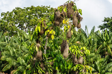 Hanging nests of the Black-necked weaver or Ploceus nigricollis on tree branches at Belem do Para...