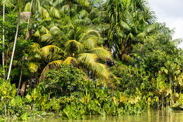 River boat tour on the Guama River at Belem do Para, a city on the north area of Brazil.