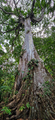 A big tree seen on a river boat tour on the Guama River at Belem do Para, a city on the north area...