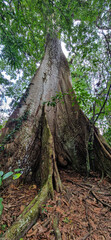 A big tree seen on a river boat tour on the Guama River at Belem do Para, a city on the north area...