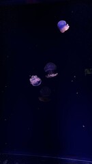 jellyfish
