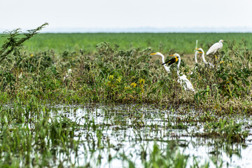Great egret, Ardea alba at the Jari Canal at Alter do Chao, Santarem District, Para State, Brazil.