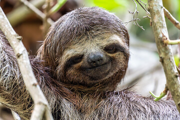 Brown-throated sloth, Bradypus variegatus at the sloth path on the Jari Canal at Alter do Chao,...