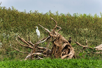 Great egret, Ardea alba at the Jari Canal at Alter do Chao, Santarem District, Para State, Brazil.