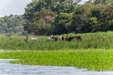 Boot trip on the Jari Canal at Alter do Chao, Santarem District, Para State, Brazil. Natural...