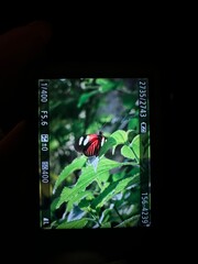butterfly on a camera