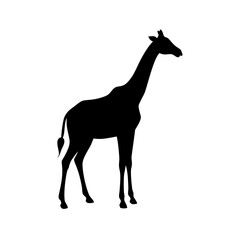 Fototapeta premium Giraffe Wildlife Silhouette