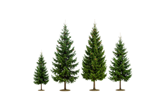 Four realistic green christmas trees of varying sizes isolated on transparent background