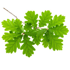 Fototapeta premium Horizontal Oak Branch with Dense Green Foliage, transparent background PNG